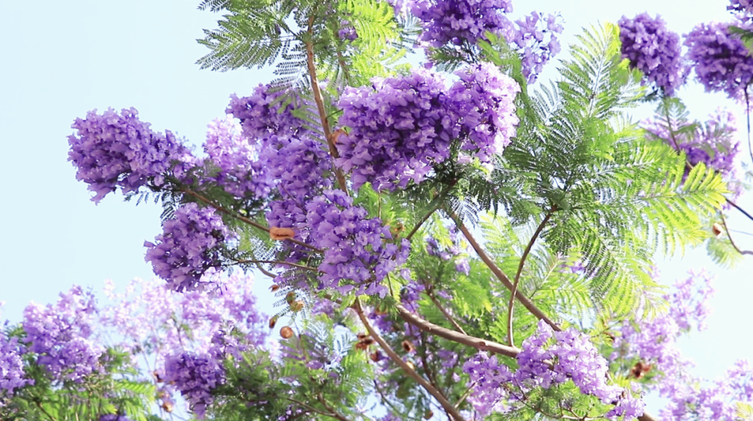 盛開(kāi)的花朵為街頭染上浪漫的氣息
