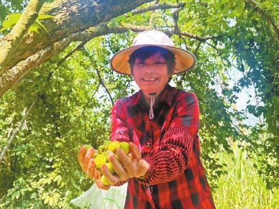 青梅豐收，農(nóng)民喜笑顏開。（永泰縣融媒體中心供圖）