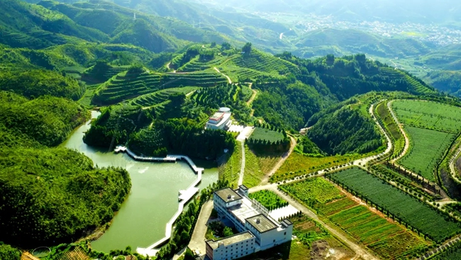 安溪茶山，梯田層層