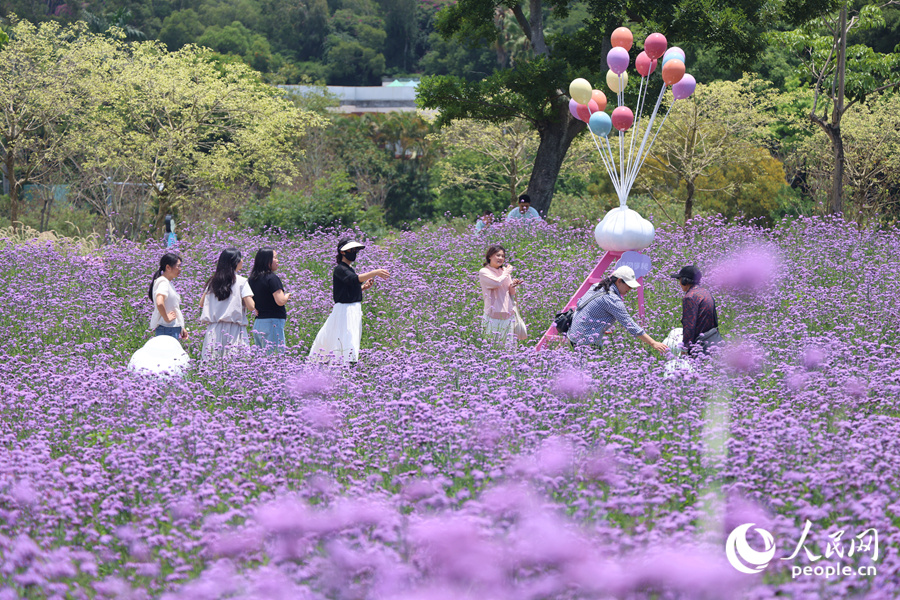 馬鞭草花海中游人如織。人民網(wǎng)記者 陳博攝