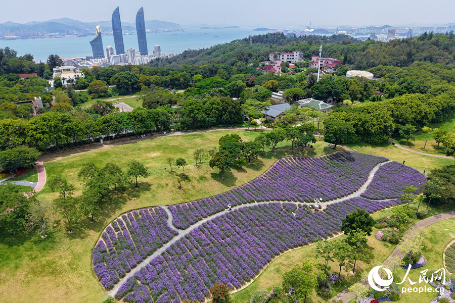 美麗動(dòng)人的馬鞭草花海。人民網(wǎng)記者 陳博攝