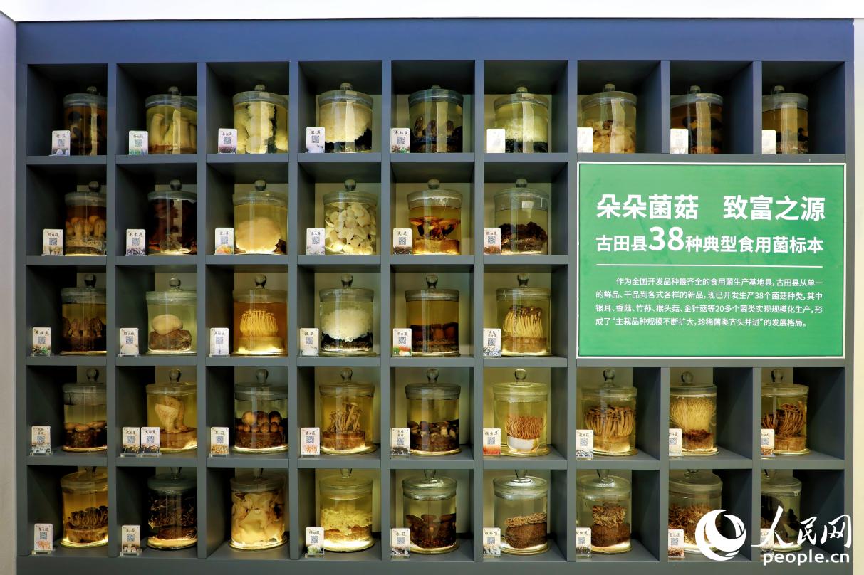 古田38種典型食用菌標(biāo)本。人民網(wǎng) 李唯一攝