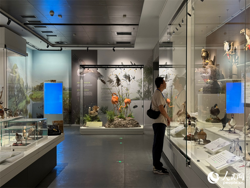 洞庭湖博物館煥新開館。人民網(wǎng)記者 吳茜薇攝