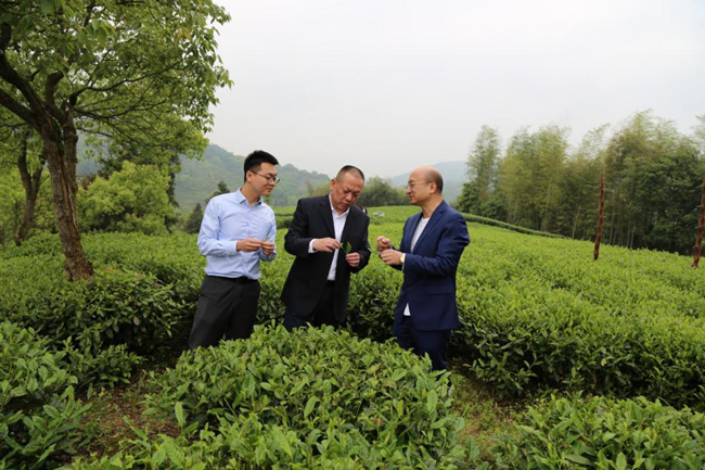 農(nóng)行寧德分行客戶經(jīng)理深入茶山，了解茶葉種植情況和農(nóng)戶金融需求。林梅春攝