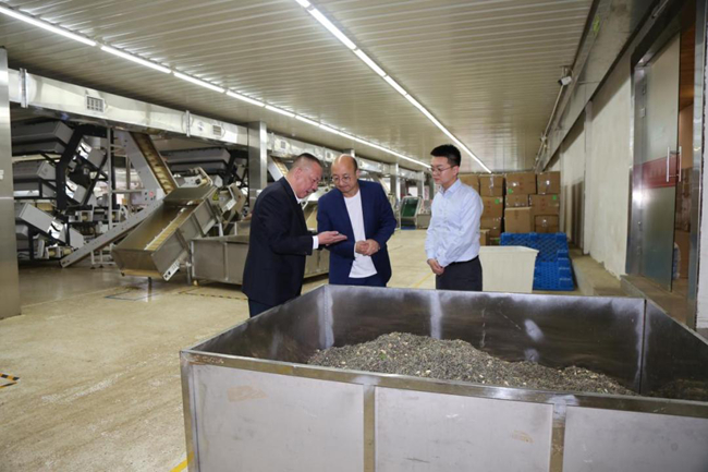 農(nóng)行寧德分行客戶經(jīng)理深入茶企，了解茶葉加工情況和企業(yè)融資需求。郭曉丹攝