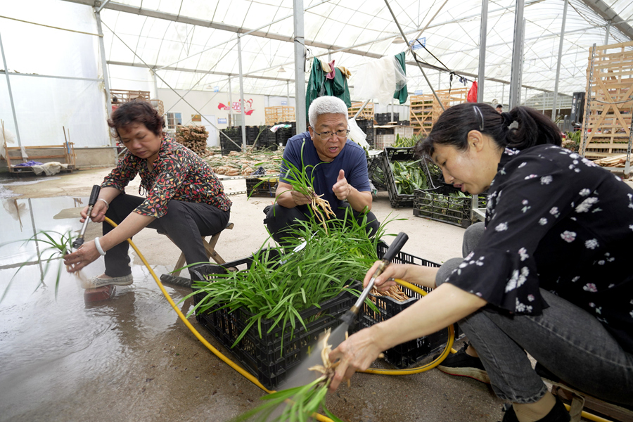 蘭花商戶徐連福指導工作人員仔細清洗出口國蘭根部，剔除泥土和雜質(zhì)。南靖縣融媒體中心供圖