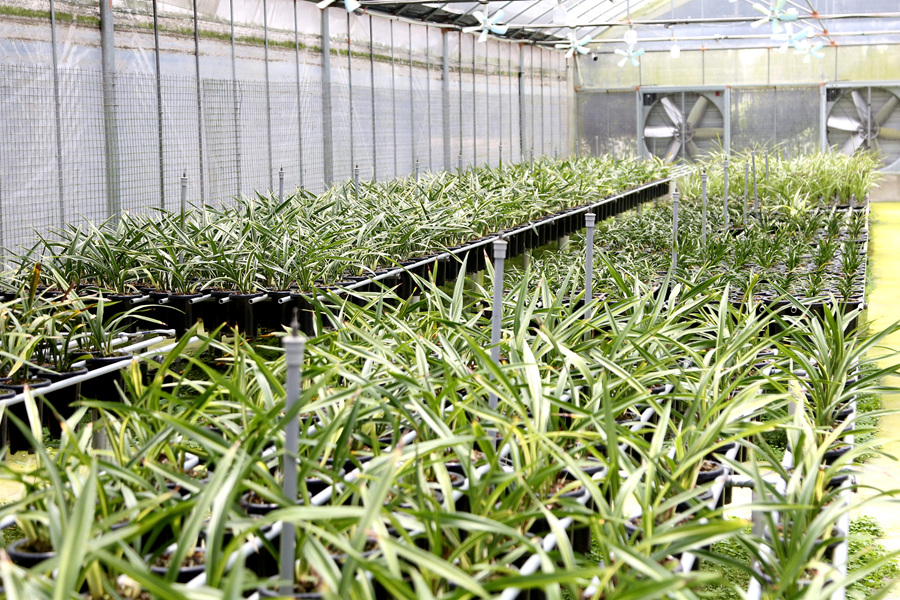 位于南靖縣的一處蘭花種植基地。南靖縣融媒體中心供圖