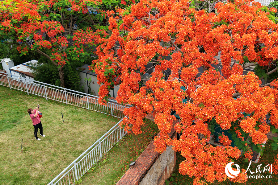 在思明區(qū)百家村，鮮艷的鳳凰花扮靚了城市。人民網(wǎng)記者 陳博攝