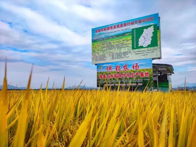 供銷農(nóng)場福香占水稻現(xiàn)代化生產(chǎn)基地