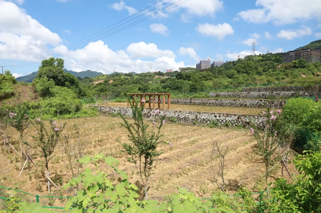 茶樹種質(zhì)資源圃。安溪縣融媒體中心供圖