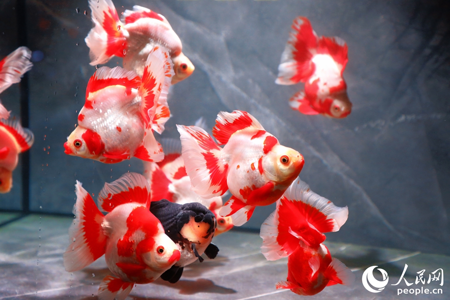 琉金金魚。人民網(wǎng) 李唯一攝