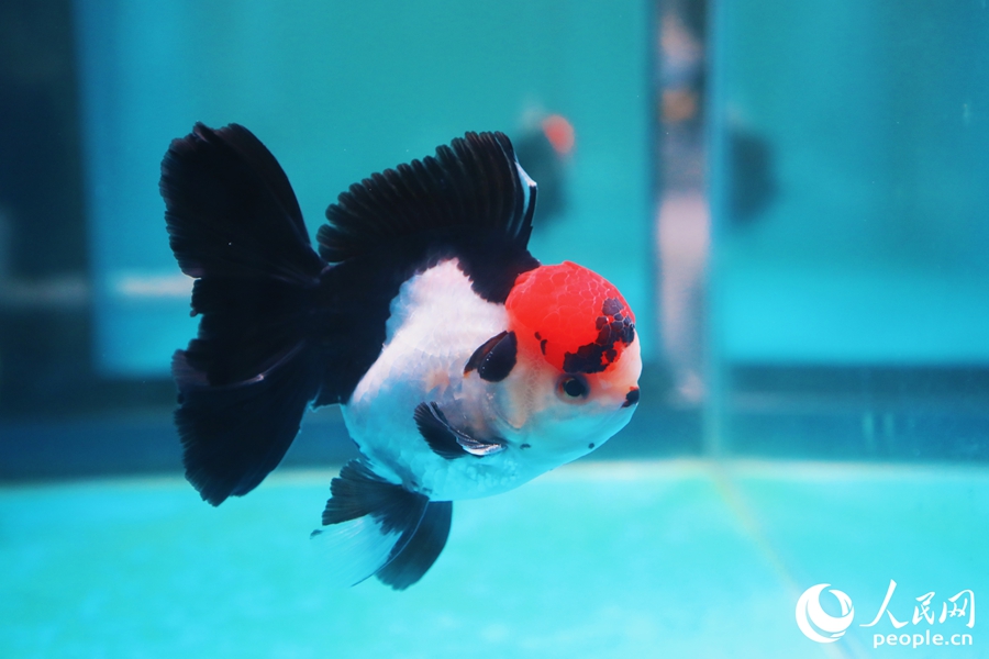 三色長尾獅頭金魚。人民網(wǎng) 李唯一攝