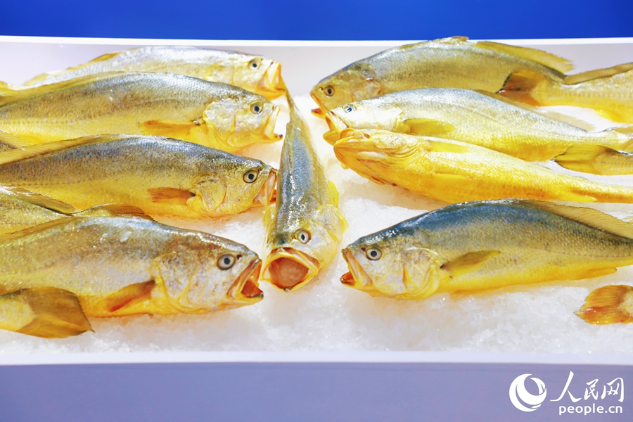 寧德大黃魚。人民網(wǎng) 李唯一攝