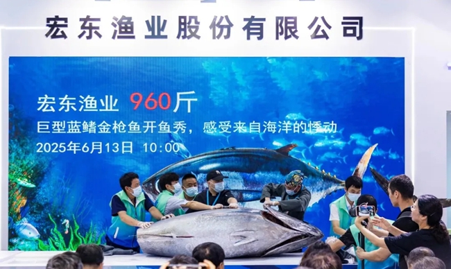 巨型藍(lán)鰭金槍魚開魚秀