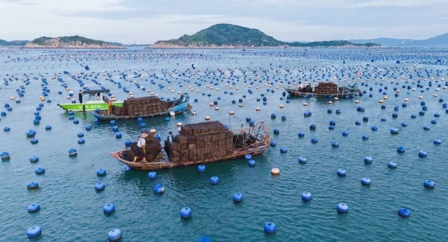 漁民采收鮑魚