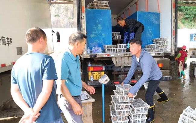 鮑魚優(yōu)良的品質(zhì)、實惠的價格吸引不少客商前來采購