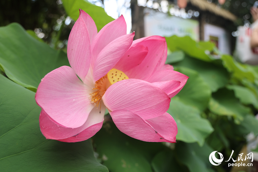蓮花夾道綻放。人民網(wǎng)記者 陳博攝