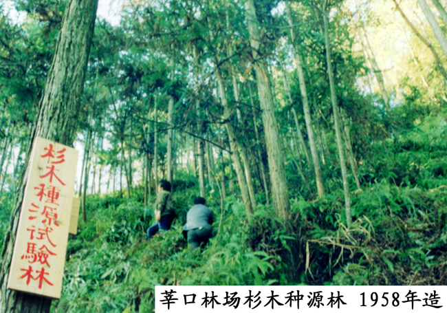 杉木種源試驗(yàn)林（1958年造林）（資料圖）