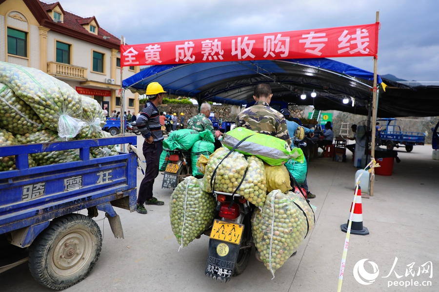 葛嶺鎮(zhèn)青梅文化創(chuàng)意園青梅收購點(diǎn)。人民網(wǎng) 李唯一攝