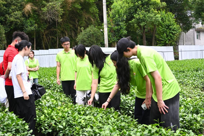 實踐隊在茶田學習采茶技巧