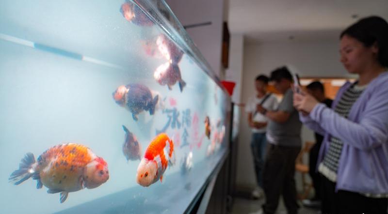 春光村金魚生態(tài)文化養(yǎng)殖基地打造了金魚主題展示空間。記者 包華攝