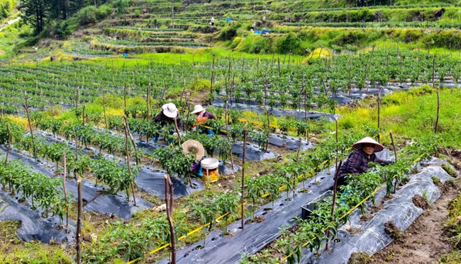 村民正在采收辣椒。圖片來源：禮門鄉(xiāng)