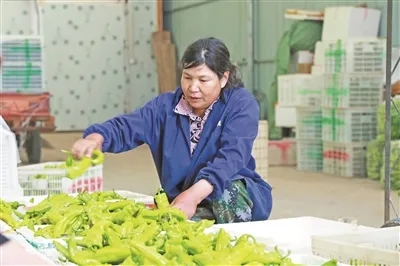 種植戶正在分揀青椒。湯文娟攝