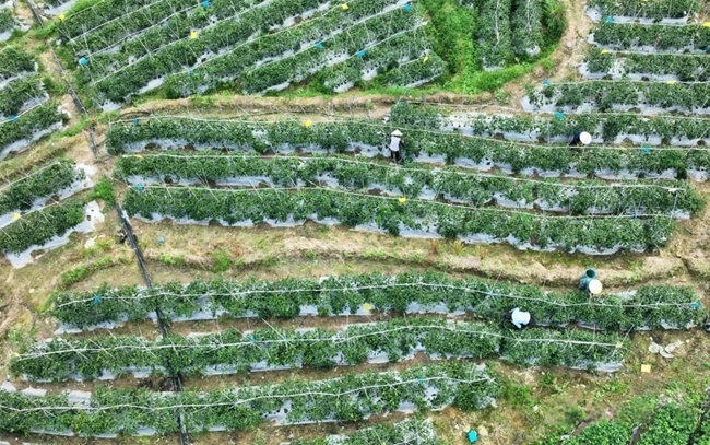 菊美專業(yè)合作社蔬菜采摘現(xiàn)場。李何穎攝