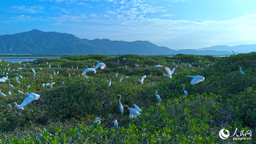 成群鷺鳥在紅樹林上停歇。人民網(wǎng) 李昌乾攝
