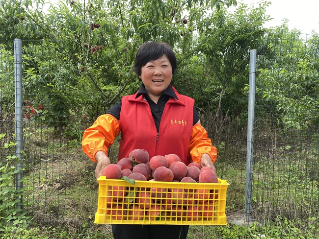 四季桃豐收，種植戶露出喜悅的笑容。肖琳攝