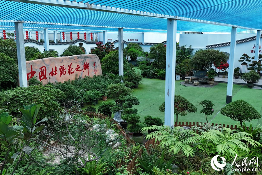 漳平市永福鎮(zhèn)有“中國杜鵑花之鄉(xiāng)”之稱。人民網 李昌乾攝