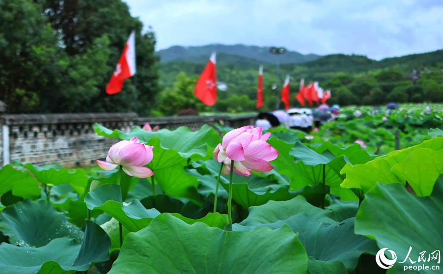 滿池的荷花盛開。人民網(wǎng) 李昌乾攝