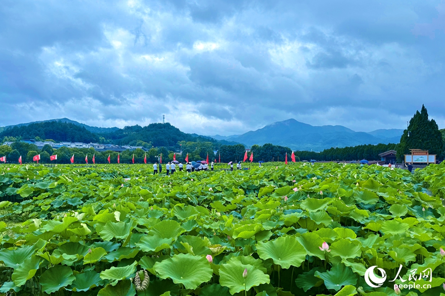盛夏時(shí)節(jié)，荷葉長(zhǎng)得正盛。人民網(wǎng) 李唯一攝