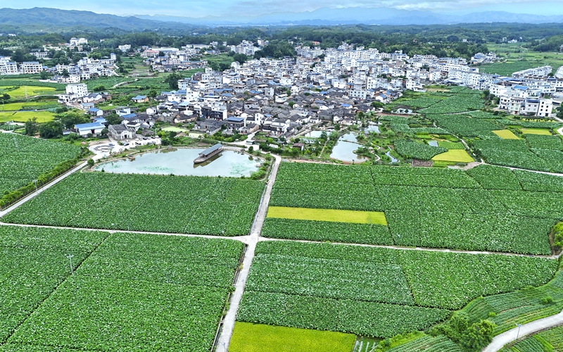 行進中國丨千年古村“讓”出好前景