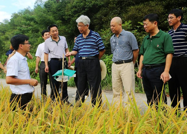 謝聯(lián)輝指導水稻綠色防控和生產(chǎn)