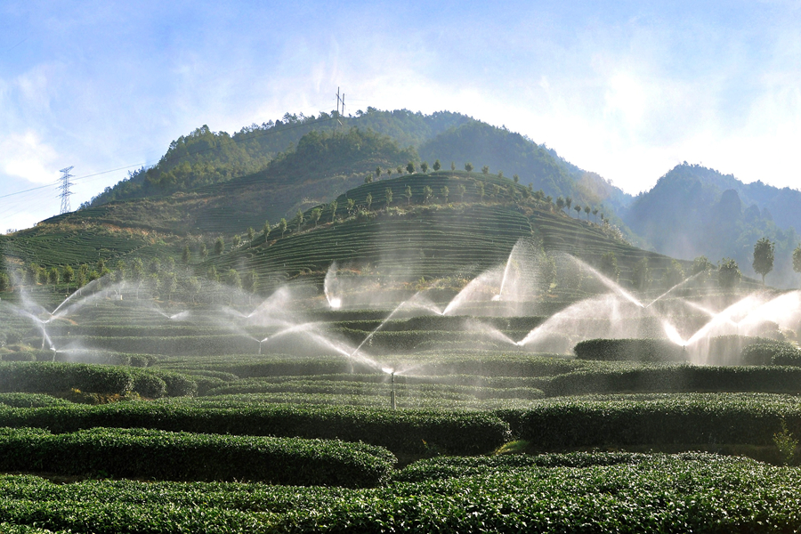 李志鴻的茶園內(nèi)，水利自動(dòng)噴灌系統(tǒng)正在作業(yè)。漳平市融媒體中心供圖