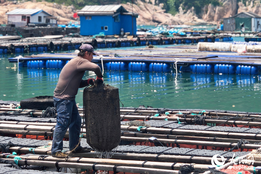 工人在給鮑魚“搬家”。人民網 楊灝昱攝