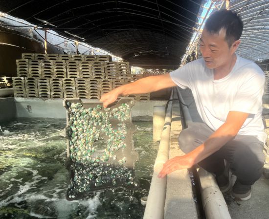 澳角村鮑魚養(yǎng)殖戶郭漢棟在檢查鮑魚苗生長情況。龔雯攝